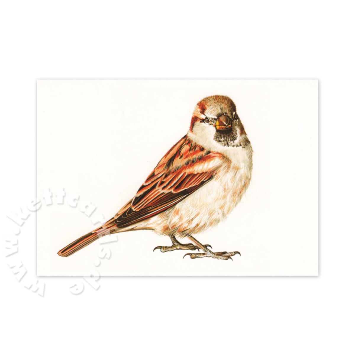 Postkarte: Der Spatz