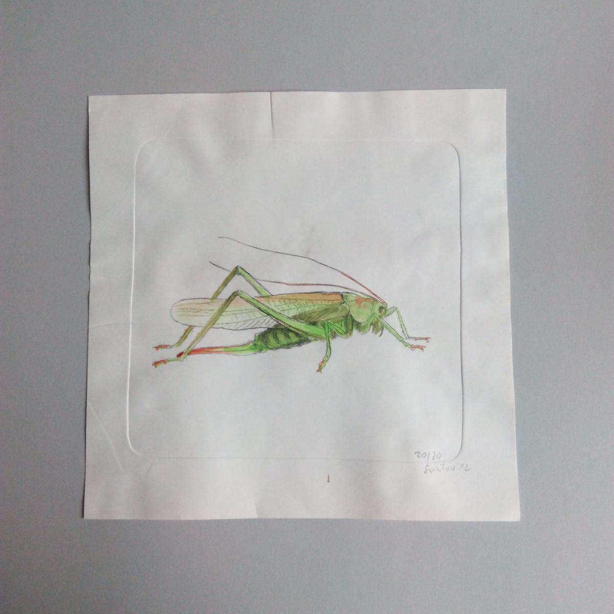 kusukl22-grashuepfer