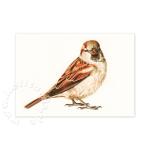 Postkarte: Der Spatz